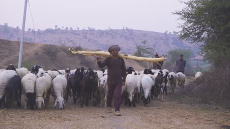 Eine-Große-Gruppe-Von-Schafen-Mit-Hirten,-Der-Am-Abend-In-Einem-Ländlichen-Dorf-In-Indien-Nach-Hause-Zurückkehrt