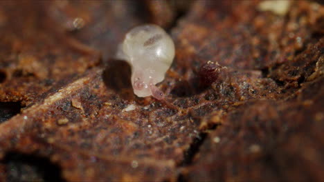 Kleine-Weiße-Babyschnecke-Kriecht-Auf-Blättern-Auf-Waldboden,-Makroaufnahme