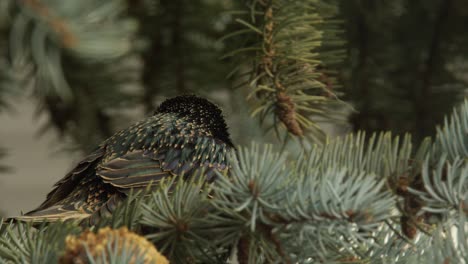 Close-up:-Common-Starling-in-striking-winter-plumage-in-spruce-tree