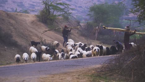 Eine-Große-Gruppe-Von-Schafen-Mit-Hirten,-Der-Am-Abend-In-Einem-Ländlichen-Dorf-In-Indien-Nach-Hause-Zurückkehrt