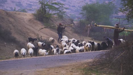 Un-Gran-Grupo-De-Ovejas-Con-Pastor-Regresando-A-Casa-Durante-La-Tarde-En-Una-Aldea-Rural-De-La-India.