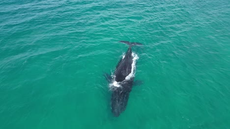 Establishing-drone-shot-of-adult-Humpback-whale-in-clear-Indian-Ocean,-Australia