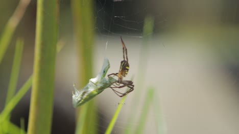 St-Andrew's-Cross-Female-Spider-Biting-Alive-Praying-Mantis-Caught-In-Web-Daytime-Sunny-Australia-Victoria-Gippsland-Maffra
