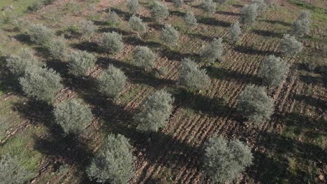 Aerial-view-of-a-new-plantation-of-olive-trees,-drone-flying-over-the-olive-trees-and-camera-tilting-down