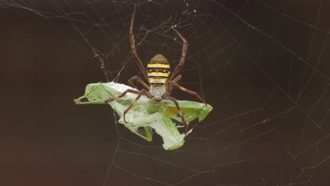 St-Andrew's-Cross-Female-Spider-Holding-Onto-Alive-Twitching-Praying-Mantis-Caught-In-Web-Daytime-Sunny-Australia-Victoria-Gippsland-Maffra