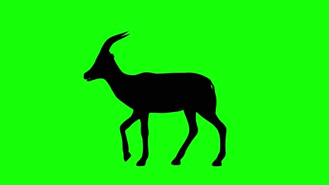 A-silhouette-of-a-gazelle-walking-on-green-screen,-side-view