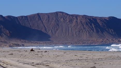 Lone-sea-lion-scratches-back-on-wide-sand-beach-on-rugged-Chile-coast