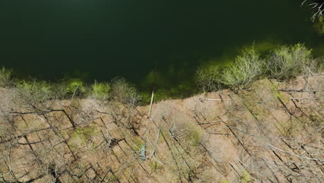 Árboles-En-La-Tranquila-Orilla-Del-Lago-Glen-Springs-Durante-El-Día-Soleado-En-El-Condado-De-Tipton,-Tennessee,-EE.UU.