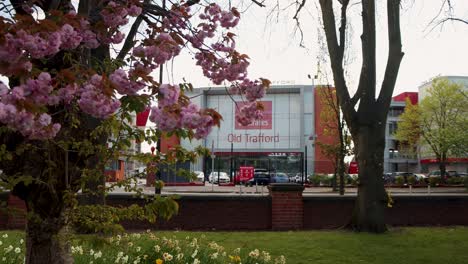 Spring-day-at-Old-Trafford-with-cherry-blossoms-in-foreground,-Manchester,-UK