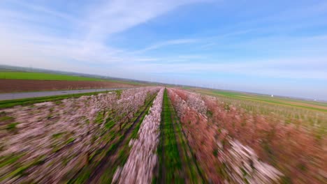 Flying-Through-The-Rows-Of-Apricot-Trees-In-The-Orchard-At-Sunrise