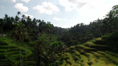 Reisterrassen-Auf-üppigen-Bergen-In-Der-Landschaft-Von-Bali-In-Indonesien