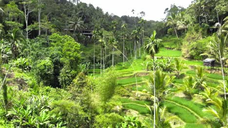 Aerial-shot-Of-Tegallalang-Rice-Terraces-and-lush-jungle-In-Ubud,-Bali,-Indonesia