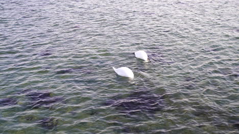 Cisnes-Blancos-En-El-Lago---Tiro-De-ángulo-Alto