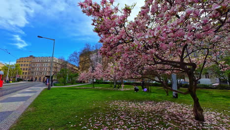 La-Gente-Pasa-El-Rato,-El-Parque-Urbano-De-La-República-Checa,-árboles-Con-Flores-Rosadas,-El-Sendero-Del-Horizonte-De-La-Ciudad-En-La-Antigua-Ciudad-Histórica-Europea,-área-De-Hierba-Verde