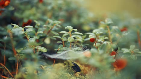 Delicate-spiderwebs-cover-with-morning-dew-stretch-between-tiny-branches-of-cranberry-shrubs