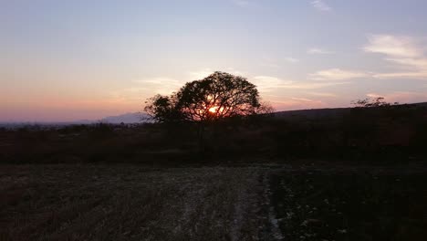 Aerial-view-Orange-sunset-behind-a-tree,-discovering-corn-and-chickpea-crops-in-Guanajuato-Mexico