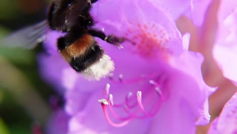 Bumblebee-Pollinating-Pink-Flower-In-The-Garden