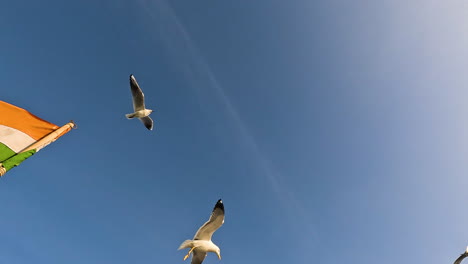 Vor-Dem-Hintergrund-Des-Ruhigen-Blauen-Himmels-Erheben-Sich-Anmutig-Möwen-In-Die-Lüfte-Und-Bieten-Einen-Minimalistischen,-Aber-Fesselnden-Videohintergrund,-Der-Ein-Gefühl-Von-Ruhe-Und-Offenheit-Vermittelt