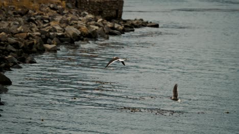 Dolphin-Gull-Birds-Flying-Over-Cartel-del-Fin-del-Mundo-In-Ushuaia,-Tierra-de-Fuego,-Argentina,-Patagonia