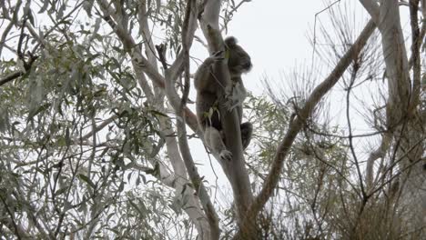 Full-body-view-of-a-large-male-Koala-sleeping-between-the-branches-of-an-Australian-Eucalyptus-tree