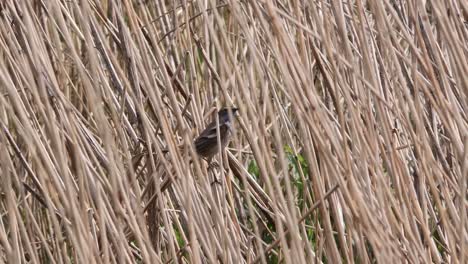 Blaukehlchen-Versteckt-Im-Wehenden-Schilf-Im-Niederländischen-Polder