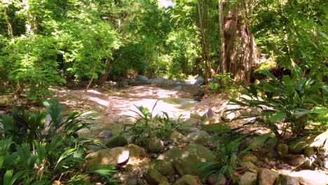 Slow-flying-drone-footage-through-the-foliage-over-a-crystal-clear-creek-in-a-forest