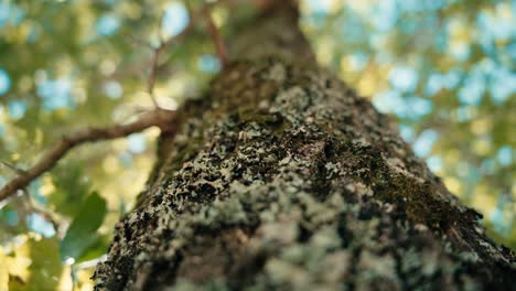 Tree-trunk-in-marcro-with-a-camera-movement-flush-with-the-bark-of-the-tree,-it's-an-oak-in-summer,-blue-sky-and-green-leaves,-there's-moss-on-the-trunk