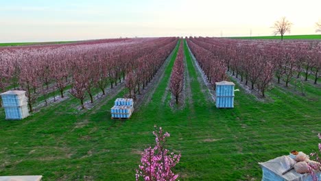 Feuertöpfe-Neben-Blühenden-Aprikosenbäumen-Im-Obstgarten