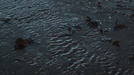 Shallow-water-flowing-in-ripples-around-seaweed-on-beach-at-sunset,-handheld