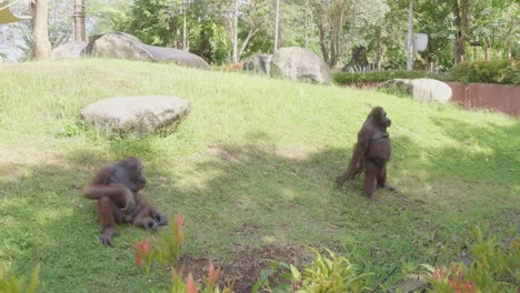 Zwei-Orang-Utans-An-Einem-Sonnigen-Tag-Auf-Gras