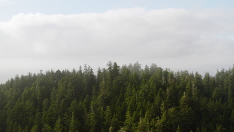 Lento-Ascenso-Sobre-El-Bosque-De-La-Costa-De-Oregon-Que-Revela-El-Océano-Pacífico-Brumoso,-Vista-Aérea