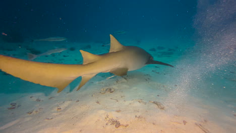 Tawny-Nurse-shark-accompanied-by-five-remoras-swims-past-left-to-right-and-moves-away