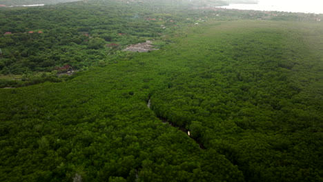 Lush-green-Indonesian-rainforest,-Mangrove-Point,-Nusa-Lembongan