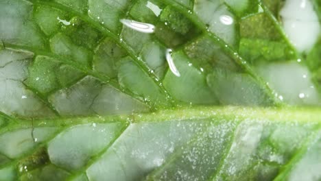 Close-up-of-a-defrosting-green-leaf-slowly-reveals-its-intricate-structure-as-the-ice-melts-away,-portraying-a-creative-approach-to-the-concept-of-thawing