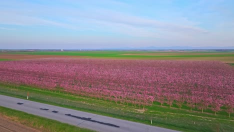 Flying-Towards-Apricot-Tree-Orchard-In-The-Countryside