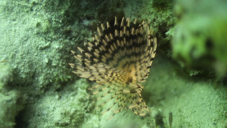 Sabella-Spallanzanii-hiding-between-the-Coral-Reef-of-the-Red-Sea-of-Egypt-haete-worms-in-the-family-Sabellidae