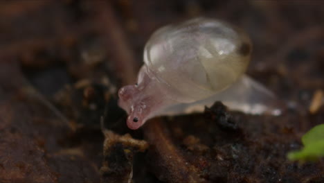 Detailed-macro-shot-of-recently-hatched-baby-snail-with-transparent-shell