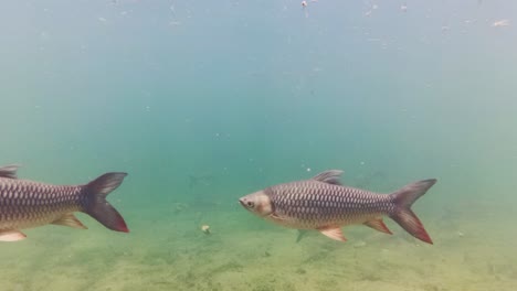 Fresh-water-fish-swimming-wild-on-the-river-bed-in-clear-aqua-water-waters-of-Thailand