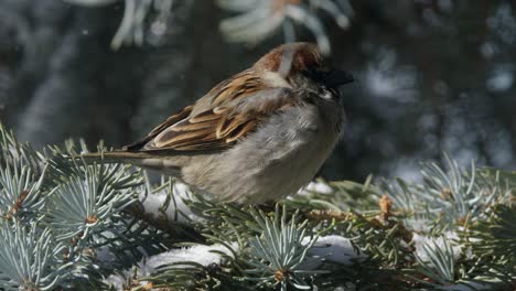 Primer-Plano-Gorrión-Macho-Se-Sienta-En-La-Rama-De-Aguja-De-Abeto-Nevado,-Invierno