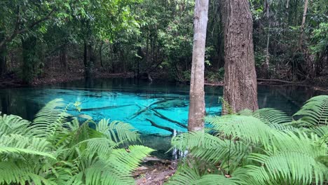Exotic-blue-turquoise-hot-spring-pool-in-lush-jungle-of-Krabi