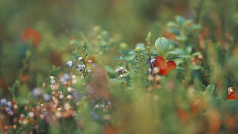 Miniature-cranberry-shrubs-and-withering-heather-flowers-in-the-autumn-tundra
