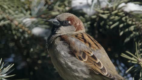 Male-Sparrow-sits-on-snowy-Blue-Spruce-branch-in-sunshine,-close-up