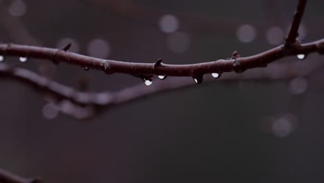 Frische-Natur-Mit-Kleinen-Zweigen-Nass-In-Tautropfen