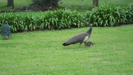 Familie-Von-Drei-Pfauen,-Pavo-Cristatus,-Spaziergang-Durch-Eine-Grüne-Wiese