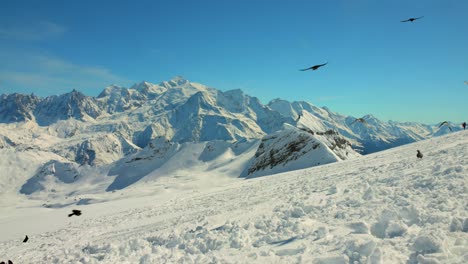 Bandada-De-Pájaros-Volando-Sobre-Los-Picos-Nevados-Más-Altos-Del-Mont-Blanc,-Francia,-Europa