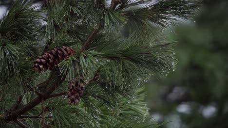 Melting-Snow-Dripping-From-Pine-Tree-Needles-With-Cones-In-Indre-Fosen,-Norway