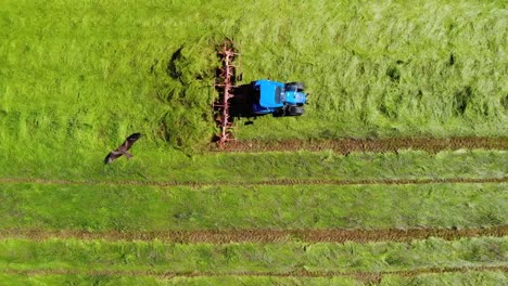 Hay-tedder-in-action-filmed-from-above-during-hay-harvest