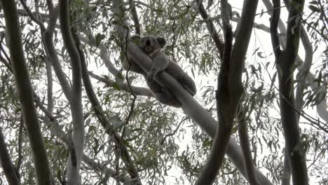 Full-body-and-head-view-of-a-large-male-Koala-sleeping-on-the-branch-of-an-Australian-Eucalyptus-tree