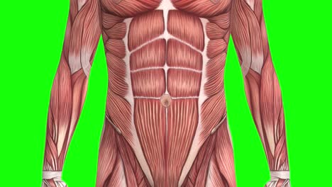 3D-Anatomie-Der-Männlichen-Muskeln,-Nahaufnahme-Auf-Grünem-Bildschirm,-Nahtlose-3D-Animation,-Vorderansicht
