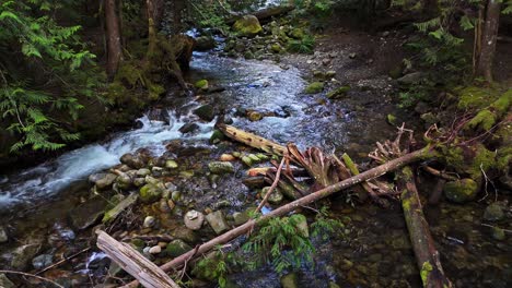 Río-Hansen-Creek-Que-Fluye-A-Través-De-Un-Denso-Y-Exuberante-Bosque-Siempre-Verde-En-Snoqualmie,-Estado-De-Washington